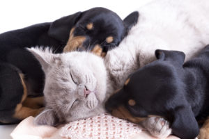 Perros y gatos durmiendo juntos