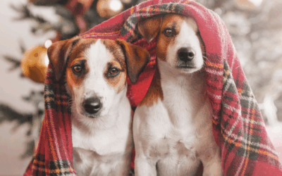 consejos cuidar perros invierno