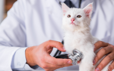 Premios Vetland 2025