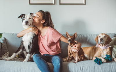 revisión veterinario post fiestas