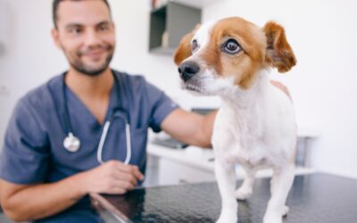 Acercando seguro veterinario