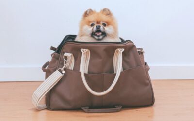 Vacaciones con mascota