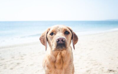 Verano con tu mascota